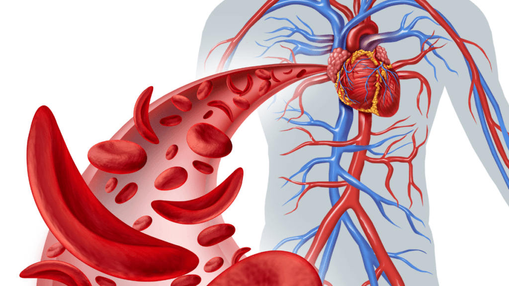 Colesterol: O Guia Completo para Entender, Prevenir e Controlar 4 Saúde